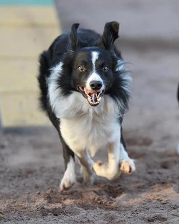 Floss Granting Pleasure'Spritz' (Quincy Vom Turnhof x Alison Von Hegnenberg)
