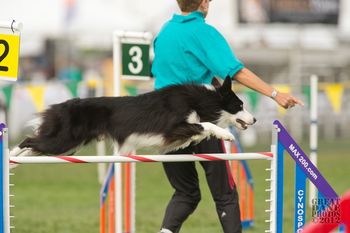 Photo credit Great Dane Photos
