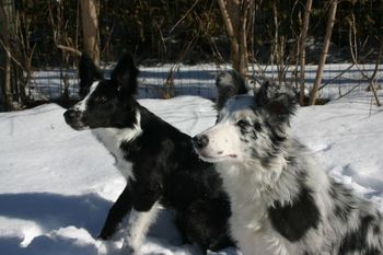 Scorch x Sooner: Carbon (left) and Summit (right)
