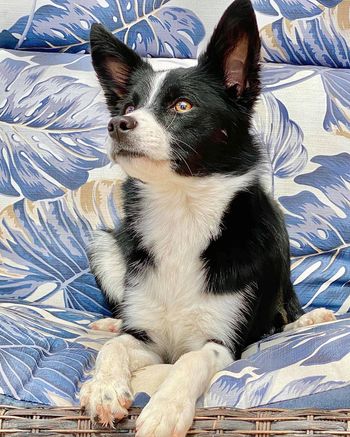Rayn's Ain't No Material Girl  'Boujee' (Olive x Kamikaze)  Borderpap
