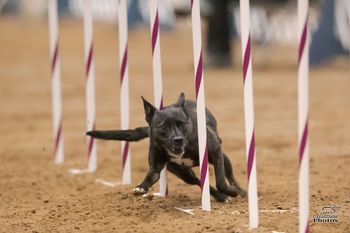 Photo credit Great Dane Photos
