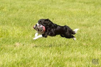 Photo credit Great Dane Photos
