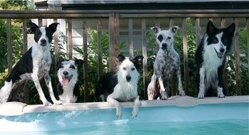 Alias (x Maverick), Vixen, Vanity (x Sooner), Witness and Flyer (unrelated)
