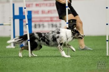 Photo credit Great Dane Photos

