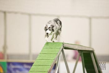 Photo credit Amy Johnson, Great Dane Photos
