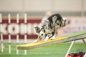 Photo credit Amy Johnson, Great Dane Photos
