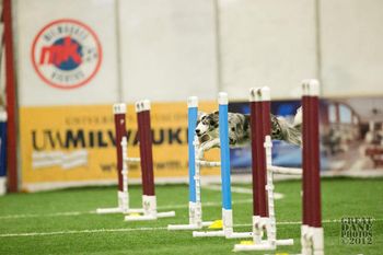 Photo credit Amy Johnson, Great Dane Photos
