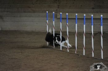 Photo credit Pet Personalities
