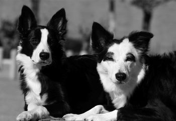 Antic (x Sooner 2011) and Vixen
