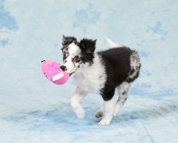 Photo credit Muddypawz
