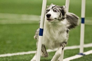 Photo credit Great Dane Photos
