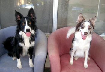Jedi x Sooner Puppies: Stun and Psycho
