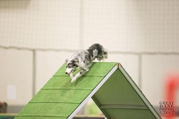 Photo credit Amy Johnson, Great Dane Photos

