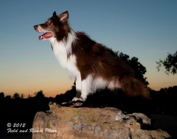 Photo credit Field and Ranch photography
