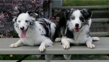 Trestle x Sooner Puppies: Sass and Flex
