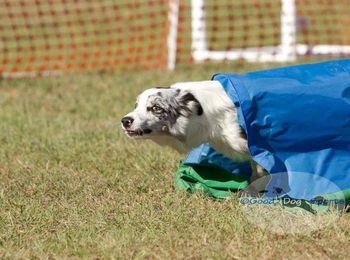 Photo Credit: Good Dog Sports
