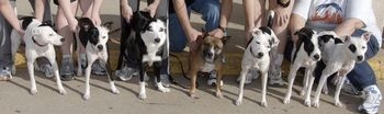 Vixen x Maverick: L-R: Yahtzee, Seek, Vixen, Maverick, Warrant, Alias and Witness

