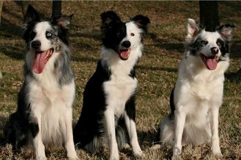 Sooner with daughters Exclusive and Epic (Off On Border Collies)
