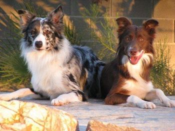 Envy x Sooner Puppies: Angrr and Tension
