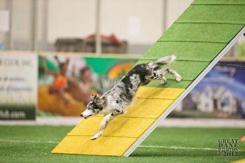 Photo credit Amy Johnson, Great Dane Photos
