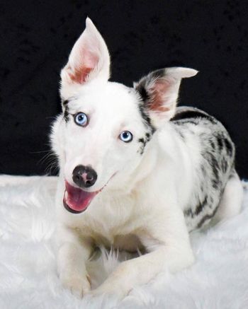 On Target's Anything But Ordinary with OffOn'Exotic' (Lacerta x Sega)  Border Whippet
