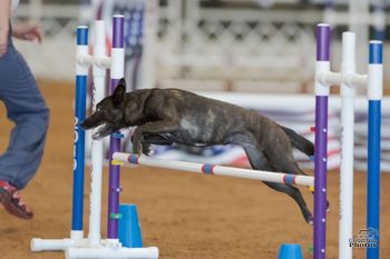 Photo credit Great Dane Photos
