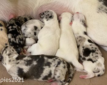  Exotic x XomB  produced  Rio, Obsession, Piper, Survey, Frog, 4Check, Mafia
