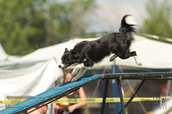 Photo credit Great Dane Photos
