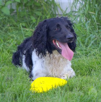 Sirius 2 ans
