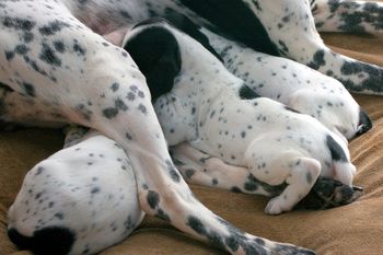 Les chiots qui boivent - Jour 24
