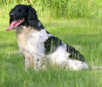 Sirius 2 ans
