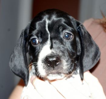 Gitane de la Ruse des Bois - Jour 39 5 semaines Disponible pour adoption
