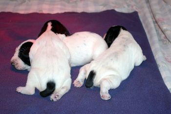 Les 3 chiots - Jour 6
