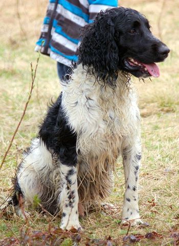 Sirius 2 ans
