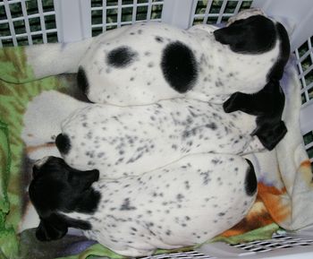 Les 3 chiots - Jour 20
