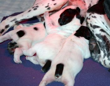 Les 3 chiots - Jour 6
