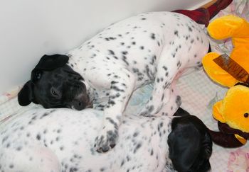 Gitane de la Ruse des Bois - Jour 45 6 semaines Disponible pour adoption - Available for adoption
