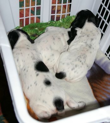 Les 3 chiots - Jour 13
