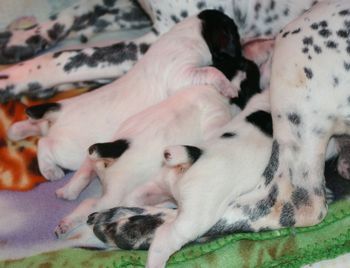 Les 3 chiots - Jour 5
