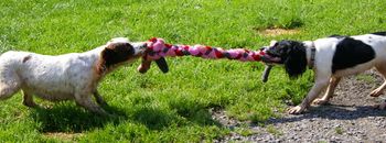 Chelsea et Leeloo avec le Schum-Tug
