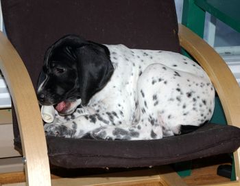 Gitane de la Ruse des Bois - 9 semaines Disponible pour adoption
