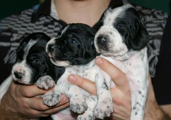 Les 3 chiots - Jour 14
