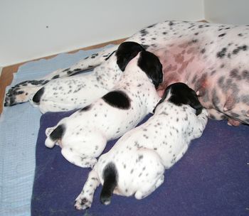 Les 3 chiots - Jour 19
