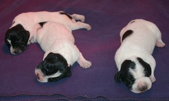Les 3 chiots - Jour 4
