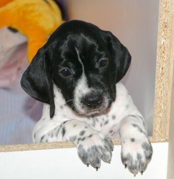 Gitane de la Ruse des Bois - Jour 42 6 semaines Disponible pour adoption
