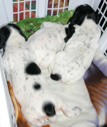 Les 3 chiots - Jour 13
