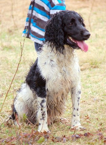 Sirius 2 ans

