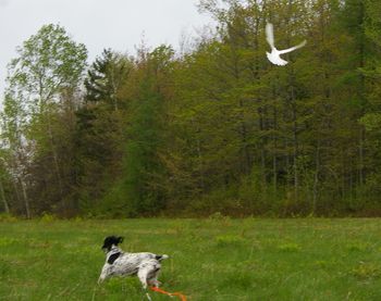 Charlie 5 ans course au pigeon 16 mai 2009
