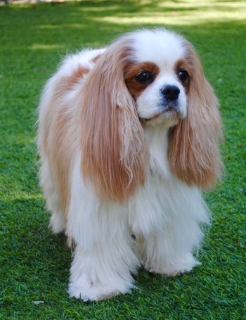 Kylie Belle looks so beautiful at almost 11 years old.
