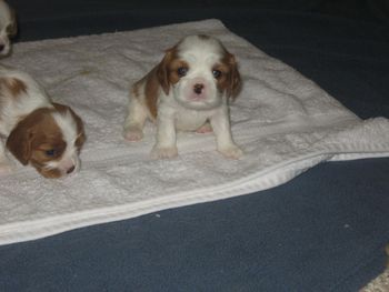 Baby Kylie - 5 weeks old
